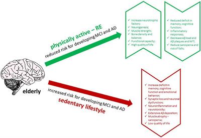 The effects of resistance exercise on cognitive function, amyloidogenesis, and neuroinflammation in Alzheimer’s disease